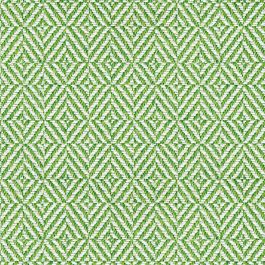 Fern